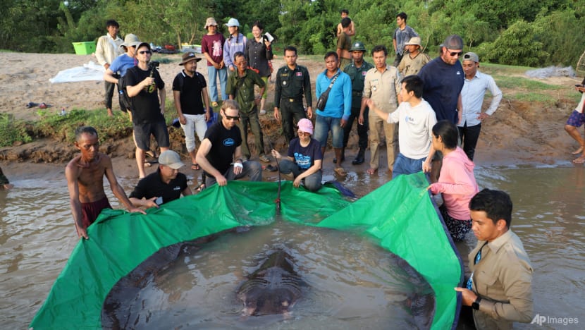cambodia_giant_stingray_14388.jpg