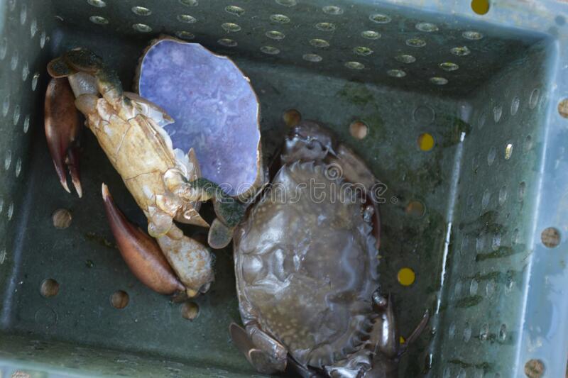 close-up-soft-shell-crab-hand-box-old-209141100.jpg