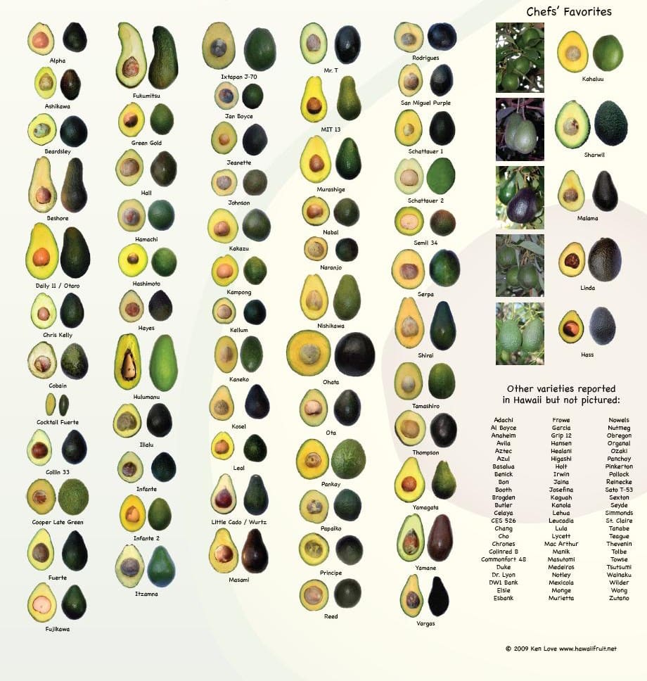 original_avocado-infografica_0.jpg