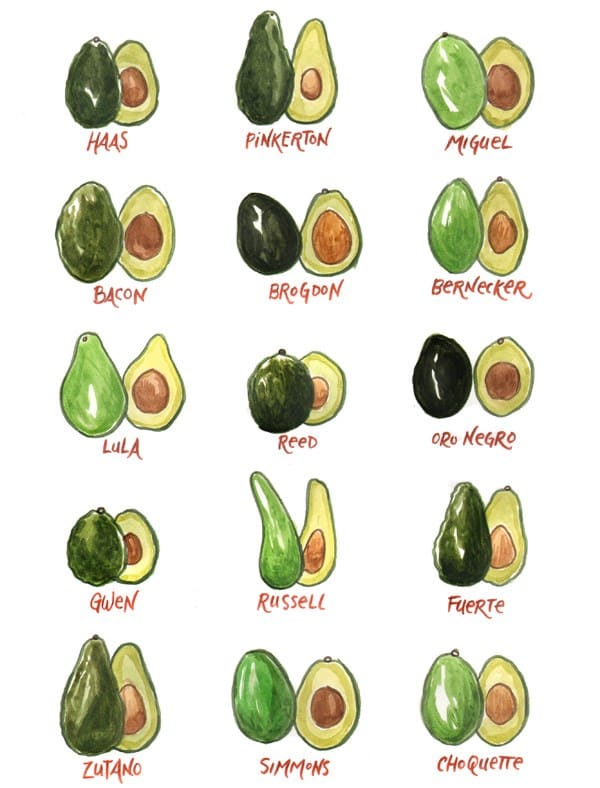original_avocado-varieta.jpg